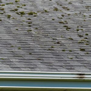 A close-up image of a roof covered in moss and algae. The shingles are a dark gray color and the moss is green. 